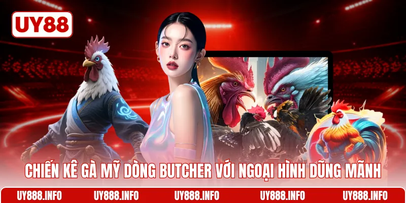 Chiến kê gà mỹ dòng Butcher với ngoại hình dũng mãnh